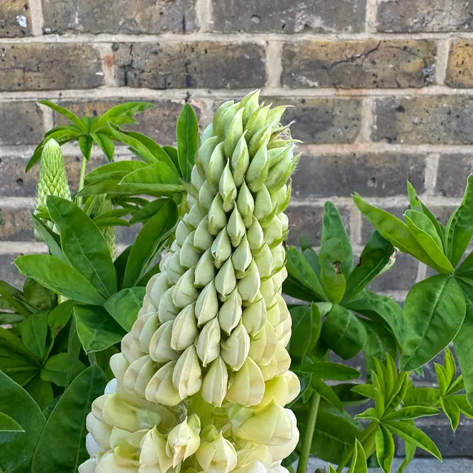 Lupin 'Polar Princess' (Pot Size 5L) Perennial - image 4