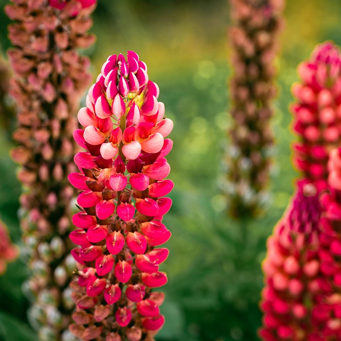 Lupin 'Red Rum' (Pot Size 2L) Perennial - image 1