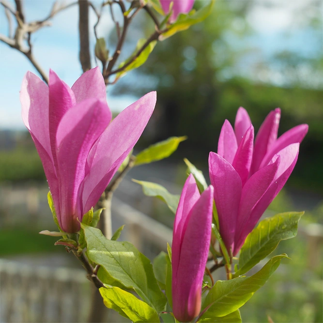 Magnolia Susan (Pot Size 10L)