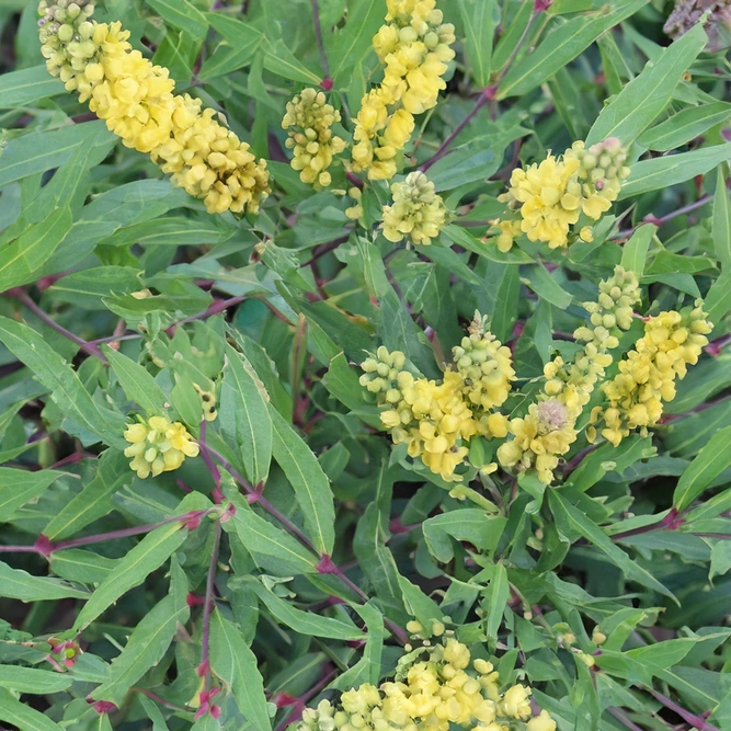 Mahonia eurybracteata ‘Sweet Winter’ (Pot Size 3L)