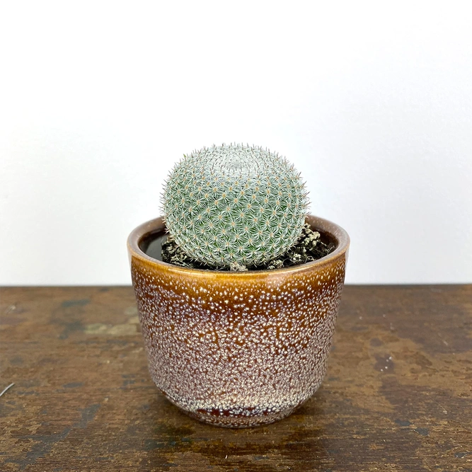 Mammillaria microthele (Pot Size 5cm) Owl eye cactus
