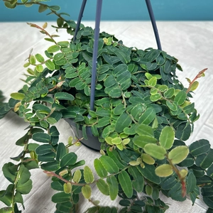 Marcgravia Umbellata (Pot Size 10.5cm) Adorable Hanging Plant - image 2