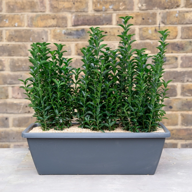 Mayfair Evergreen Screen Window Box (50cm) - image 2