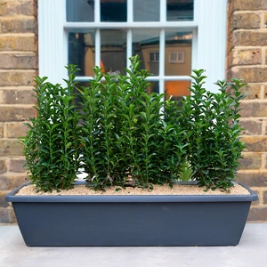 Mayfair Evergreen Screen Window Box (50cm) - image 1