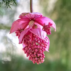 Medinilla magnifica (Pot Size 17cm) Rose grape / Pink lantern plant - image 3