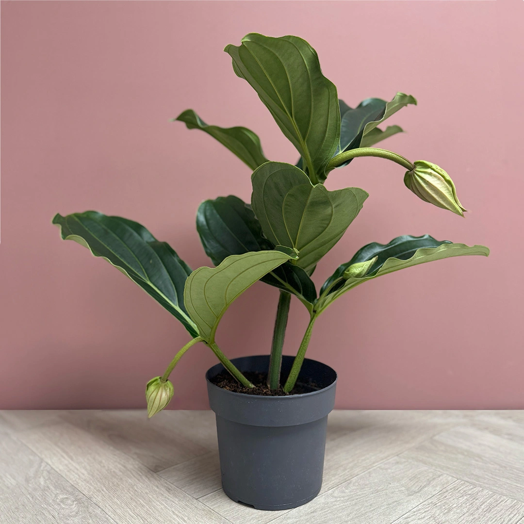 Medinilla magnifica (Pot Size 17cm) Rose grape / Pink lantern plant ...