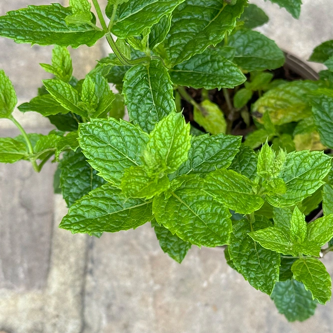 Mentha spicata ‘Moroccan’ (Pot Size 1L) Moroccan Mint - image 1