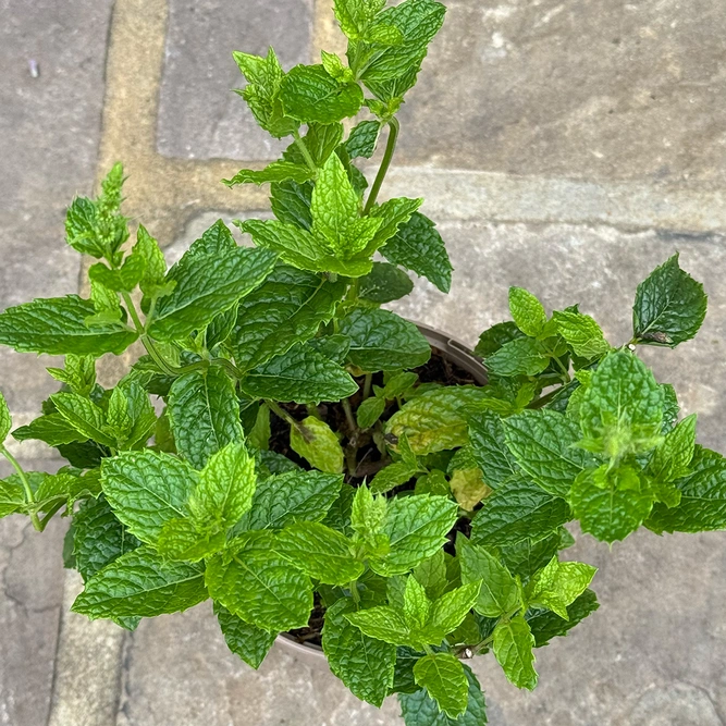 Mentha spicata ‘Moroccan’ (Pot Size 1L) Moroccan Mint - image 2