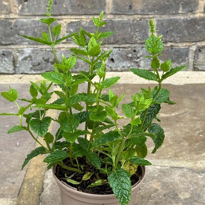 Mentha spicata ‘Moroccan’ (Pot Size 1L) Moroccan Mint - image 3