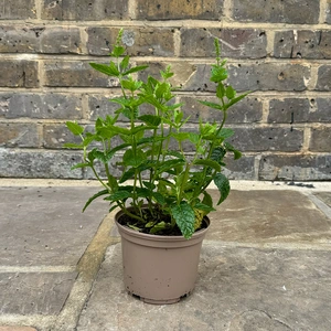 Mentha spicata ‘Moroccan’ (Pot Size 1L) Moroccan Mint - image 4