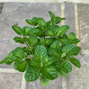 Mint 'Berries & Cream' (Pot Size 1L) - image 2