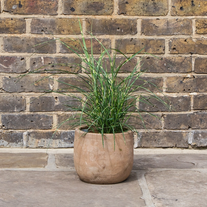 Miscanthus sinensis 'Litte Zebra' - Perrenial Striped Grass