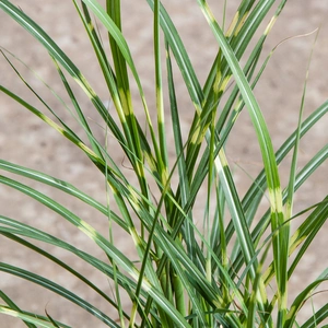 Miscanthus Sinensis 'Little Zebra' (2L) 'Little Zebra' Grass - image 1