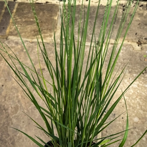 Molinia caerulea ‘Heidebraut’ (Pot Size 17cm) Purple Moor Grass - image 1