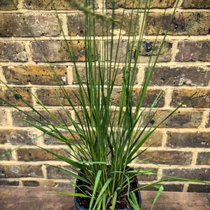 Molinia caerulea ‘Heidebraut’ (Pot Size 17cm) Purple Moor Grass - image 2