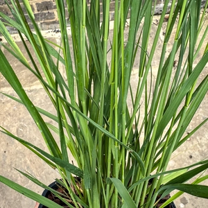 Molinia caerulea ‘Heidebraut’ (Pot Size 17cm) Purple Moor Grass - image 3