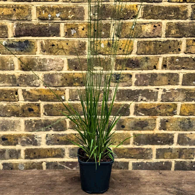 Molinia caerulea ‘Heidebraut’ (Pot Size 17cm) Purple Moor Grass - image 4