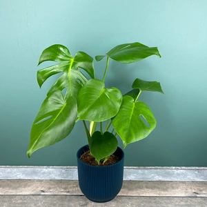 Monstera deliciosa