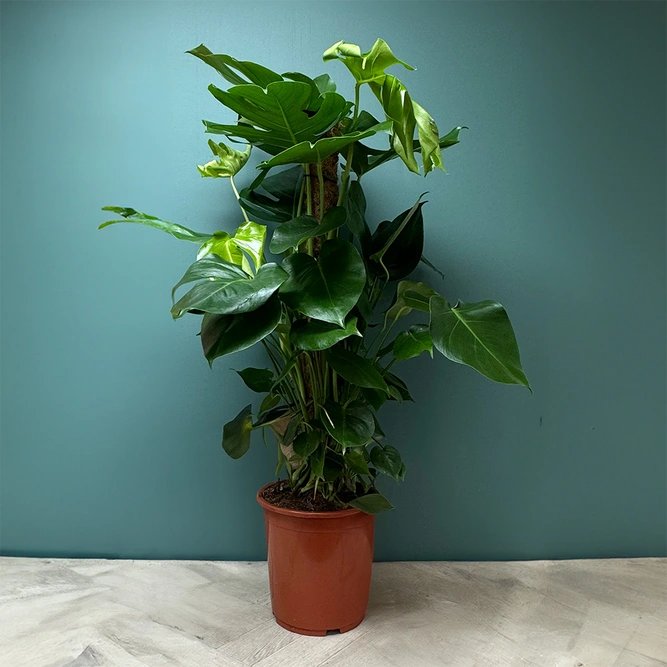 Monstera deliciosa (Pot Size 27cm) Swiss cheese plant - image 1