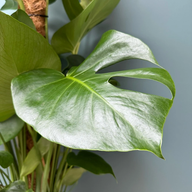 Monstera deliciosa (Pot Size 27cm) Swiss cheese plant - image 2