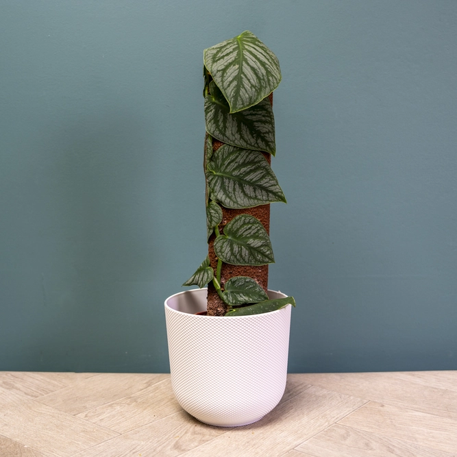 Monstera 'Dubia' (Pot Size 14cm) - image 1