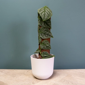 Monstera 'Dubia' (Pot Size 14cm) - image 1