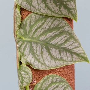 Monstera 'Dubia' (Pot Size 14cm) - image 3