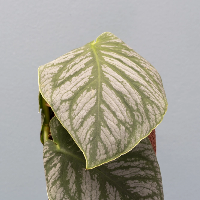 Monstera 'Dubia' (Pot Size 14cm) - image 4