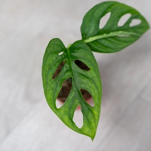 Monstera 'Luxe' (Pot Size 6cm) - image 3