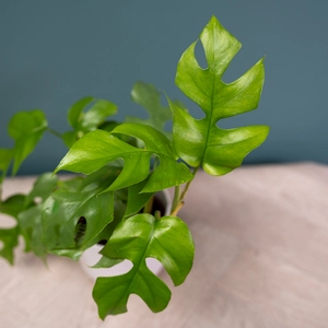 Monstera Minima (Pot Size 12cm) - image 2