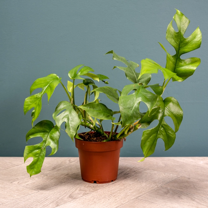 Monstera Minima (Pot Size 12cm) - image 3