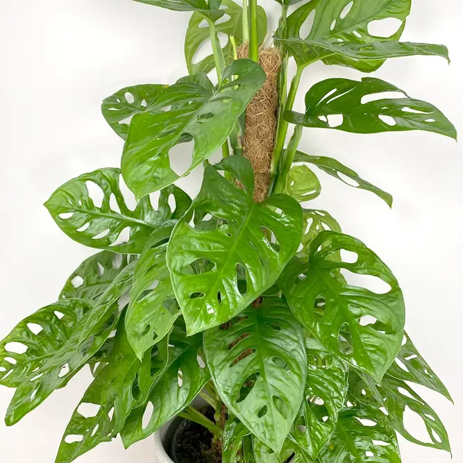 Monstera 'Monkey Mask' Adansonii (Pot Size 17cm)