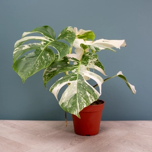 Monstera 'Super White' (Pot Size 15cm) Variegated Swiss Cheese Plant - image 2