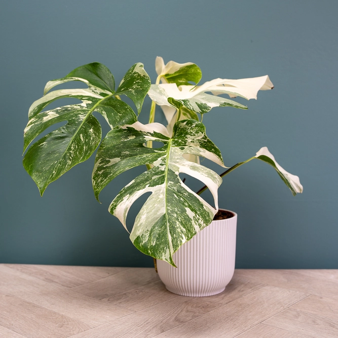 Monstera 'Super White' (Pot Size 15cm) Variegated Swiss Cheese Plant - image 3