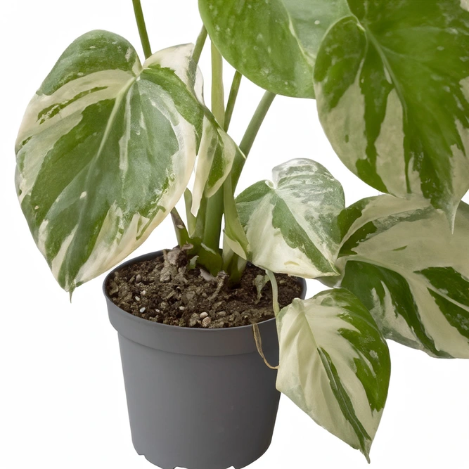 Monstera 'Thai Constellation' (Pot Size 6cm)