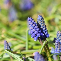 Muscari Bulbs