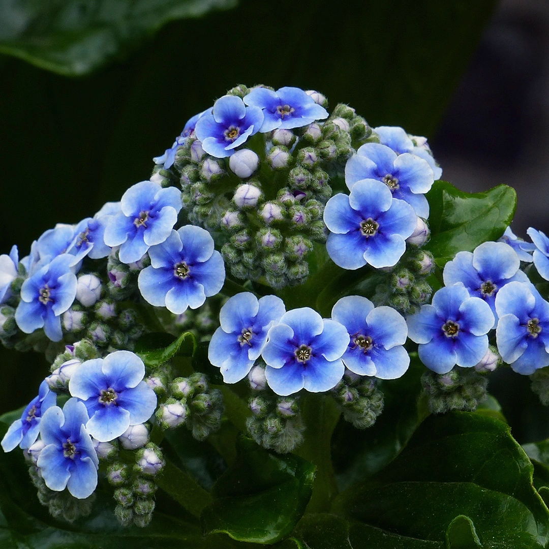 Myosotidium hortensia (Pot Size 3L) - Chatham Island Forget-me-not - The  Boma Garden Centre