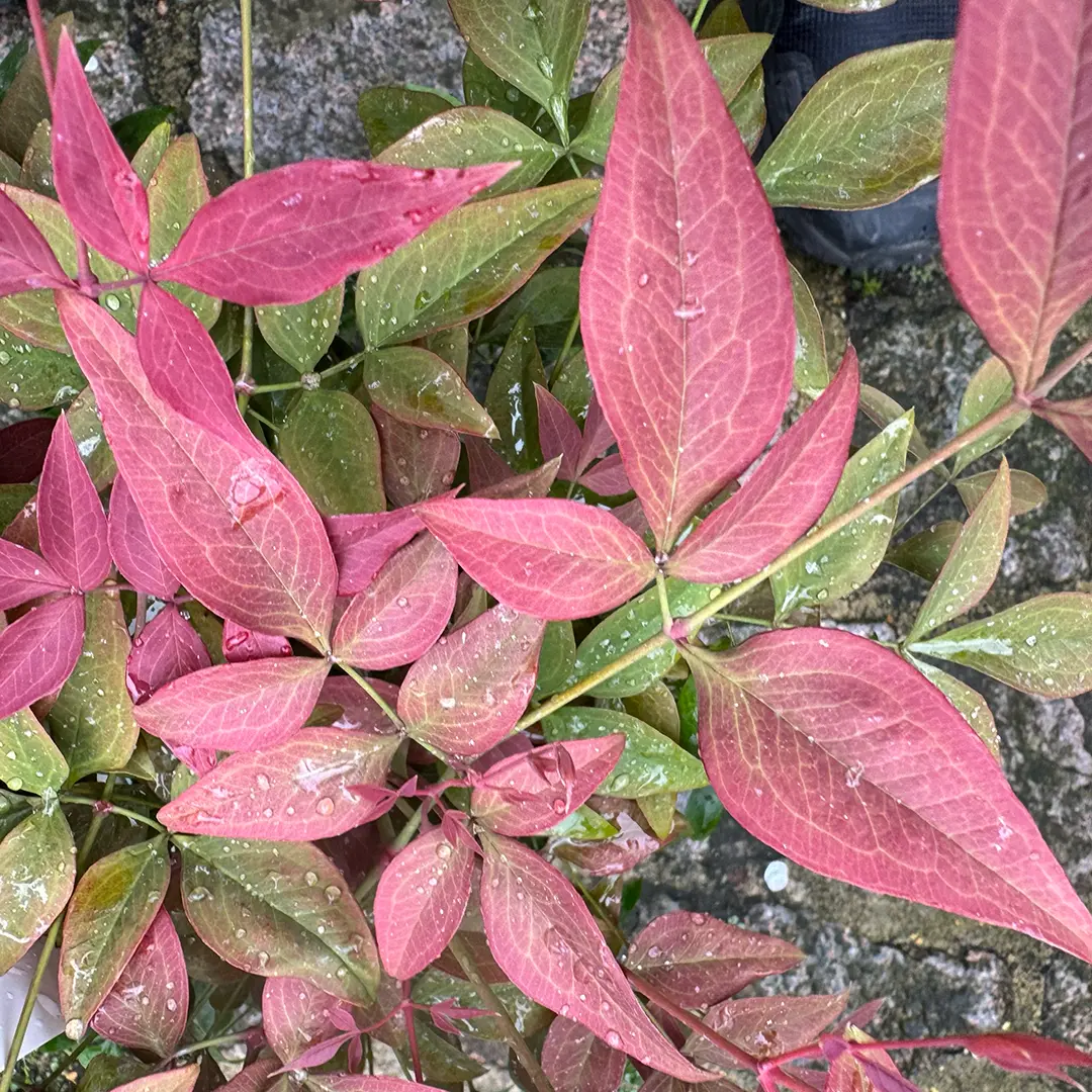 Nandina Domestica 'gulfstream' (pot Size 17cm) - The Boma Garden Centre