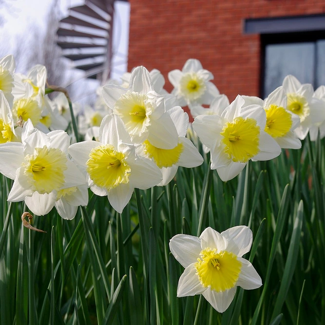 Narcissus 'Ice Follies' available at Boma Garden Centre Image by mattbuck