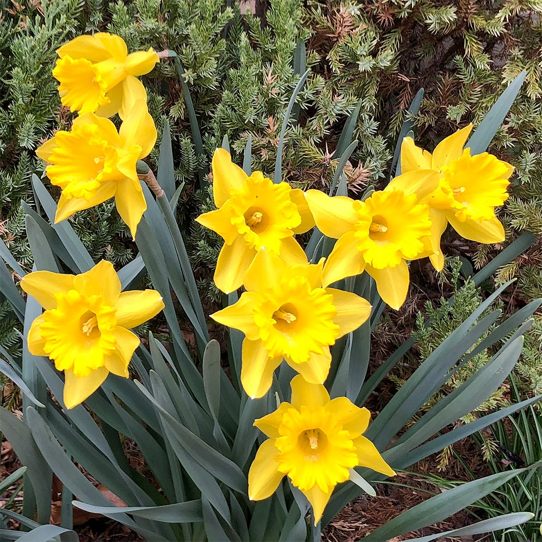 Narcissus 'King Alfred' (Daffodil 1ltr Pot Size) Bulbs In Pots - The ...