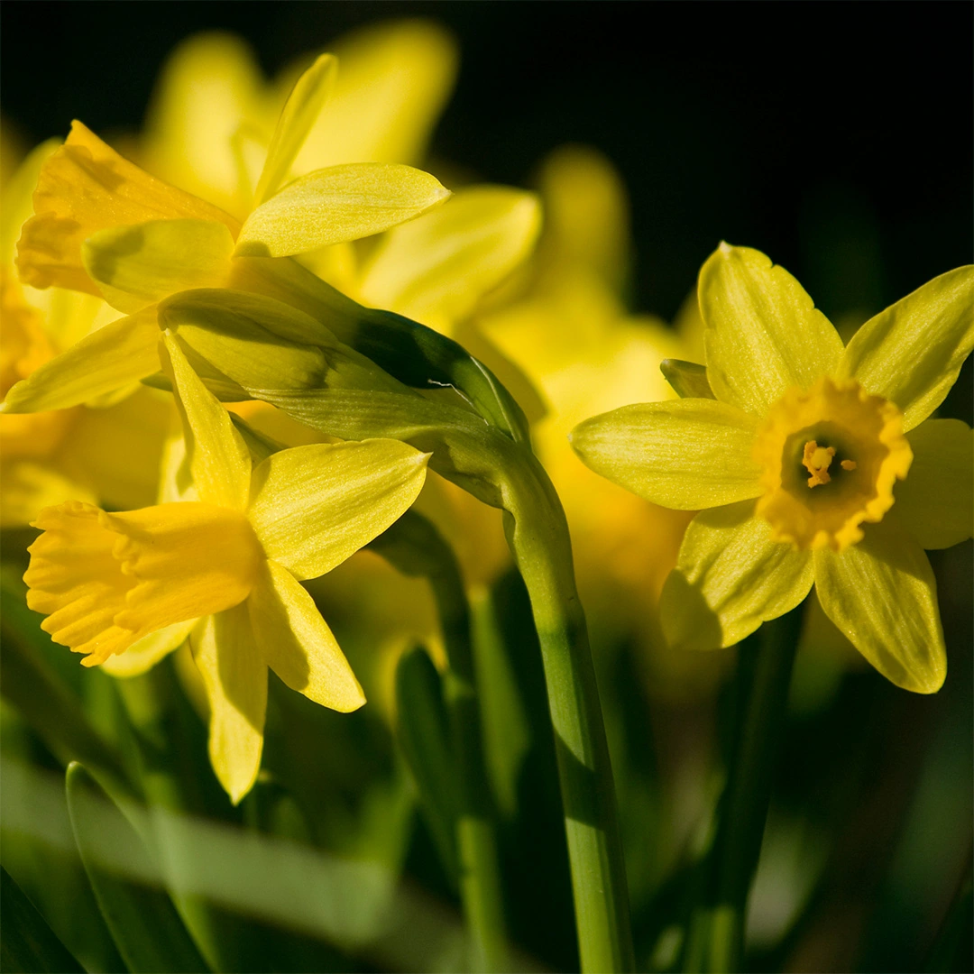 Narcissus 'Tete a Tete' (Pot size 12cm) Daffodils Bulbs in Pots - The ...