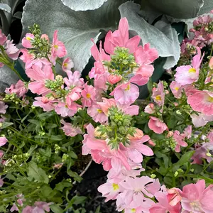 Nemesia 'Baby Pink' (Pot Size 1L) - image 2