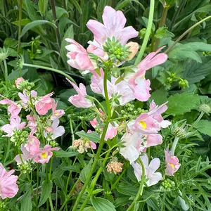 Nemesia 'Baby Pink' (Pot Size 1L) - image 3