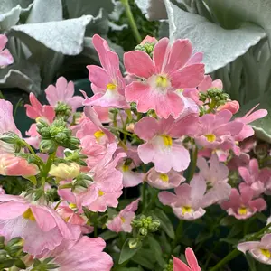 Nemesia 'Baby Pink' (Pot Size 1L) - image 1