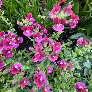 Nemesia 'Bordeaux' (Pot Size 1L) - image 1