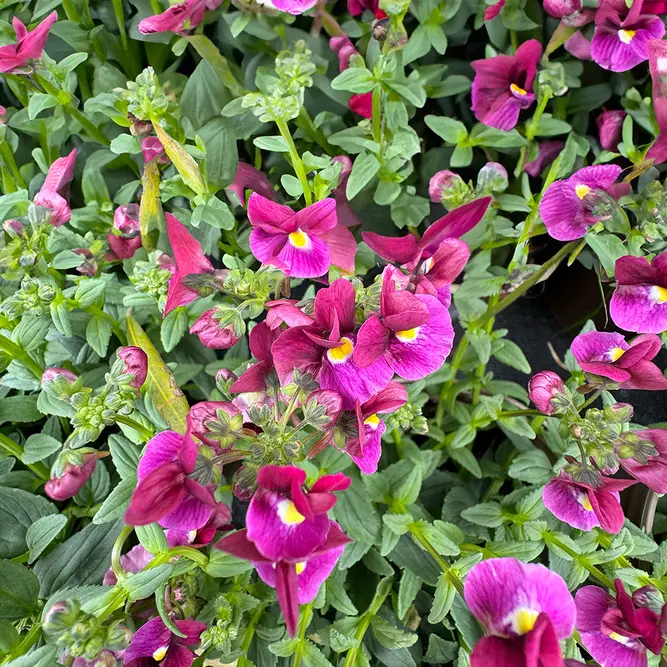 Nemesia 'Bordeaux' (Pot Size 1L) - image 2