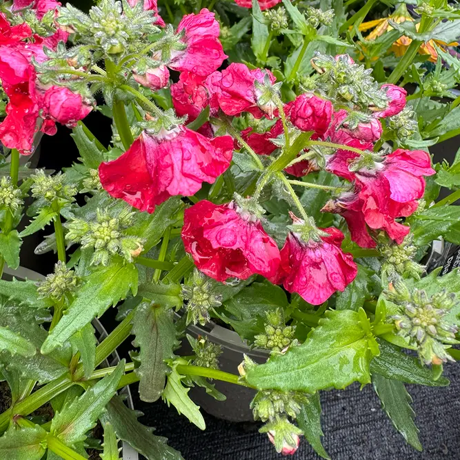 Nemesia 'Burgundy' (Pot Size 2L) - The Boma Garden Centre