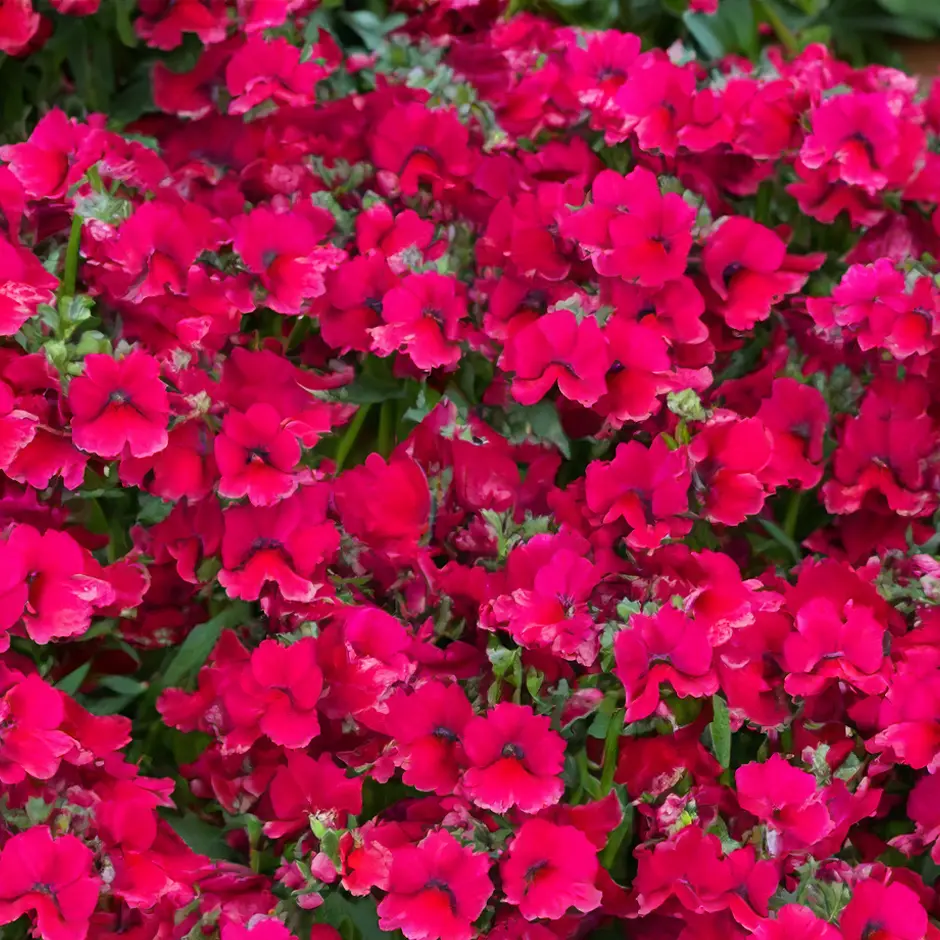 Nemesia 'Burgundy' (Pot Size 2L) - The Boma Garden Centre