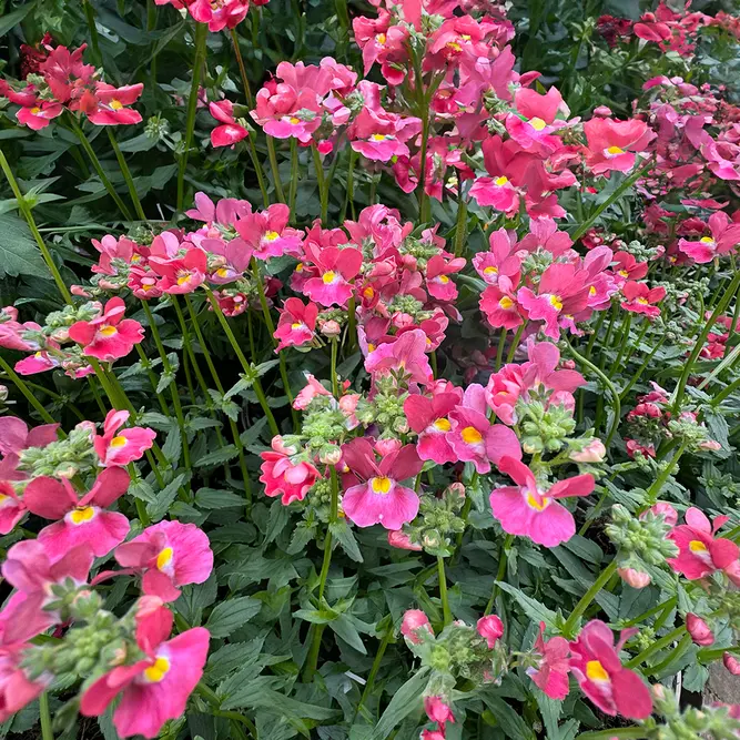 Nemesia 'Coral Kiss' (Pot Size 1L) - image 1