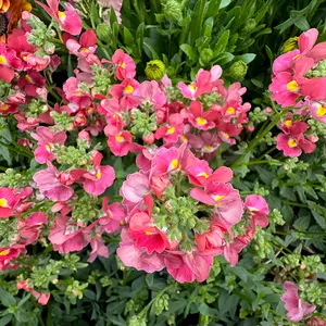 Nemesia 'Coral Kiss' (Pot Size 1L) - image 2